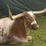 texasfootball-33.jpg